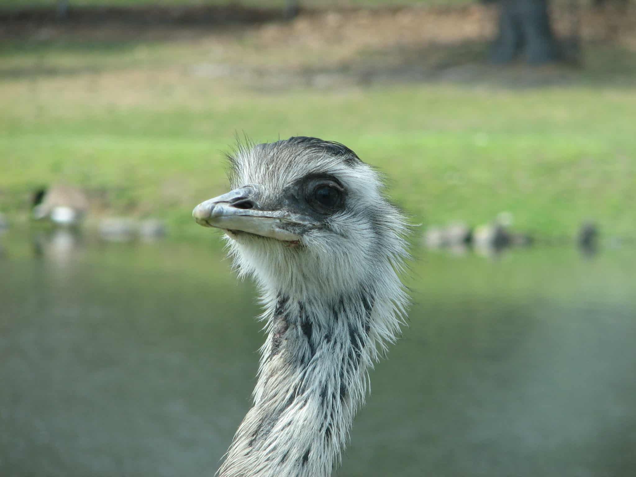 La politique de l'autruche ou comment passer à côté de sa vie