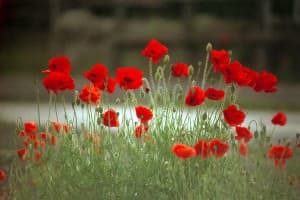 Habitude Succès numéro 5 : Simplicité et Concentration