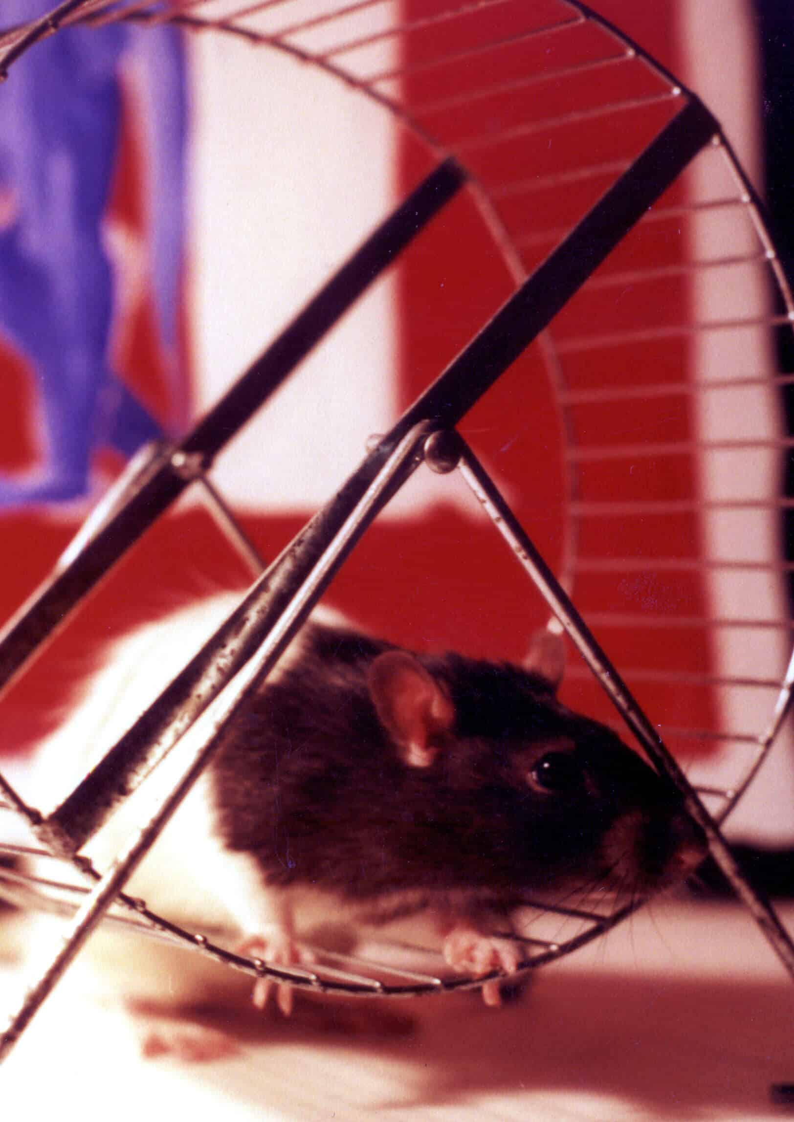 Faut-il sortir de la rat race pour être heureux ?