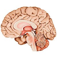 La forme du cerveau ressemble étroitement à celle des intestins